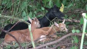 Козы в Калифорнии помогут бороться с лесными пожарами