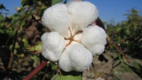Первый урожай хлопка астраханцы соберут в этом сезоне
