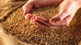 Госзакупки пшеницы в Египте провалились из-за подлога 