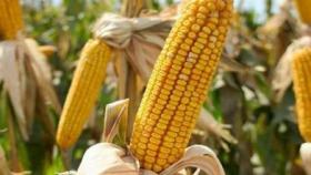 Ливни в Аргентине мешают севу кукурузы