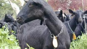 Компания из Подмосковья будет поставлять в РФ испанских коз