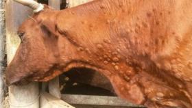 Россельхознадзор прокомментировал распространение дерматита КРС