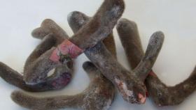 Ямал будет поставлять в КНР продукцию из кожи и рогов оленя