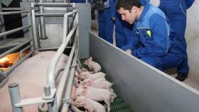 АЧС не скажется на объемах производства мяса в Калининграде