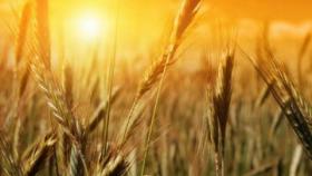 Минсельхоз выступил за отмену экспортной пошлины на пшеницу