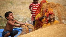 Покупать пшеницу в Индии будут только частные компании