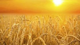 Крупнейший тендер обеспечил Египет пшеницей на четыре месяца