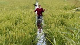 Первый завод по переработке риса открылся в Дагестане