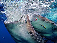 Рыба могла бы решить проблемы с продовольственной безопасностью на планете