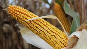 В Карачаево-Черкессии запустят первый в СКФО селекционно-семеноводческий центр