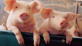 Россельхознадзор прокомментировал распространение АЧС на территории России