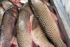 Кубань может увеличить производство товарной рыбы в 8 раз