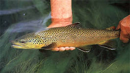 В РСО-Алания продолжается развитие аквакультуры