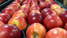 В Курганской области уничтожили около 2,5 тонн яблок из Польши