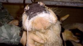 Минсельхоз не отменит поставки молочки из Владимирской области из-за ящура