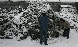 В Томской области ёлки пойдут на корм бурёнкам