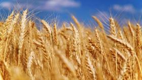 В Адыгее значительно выросла урожайность пшеницы