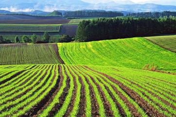 Власти Рязани будут выкупать сельхозземлю за гроши