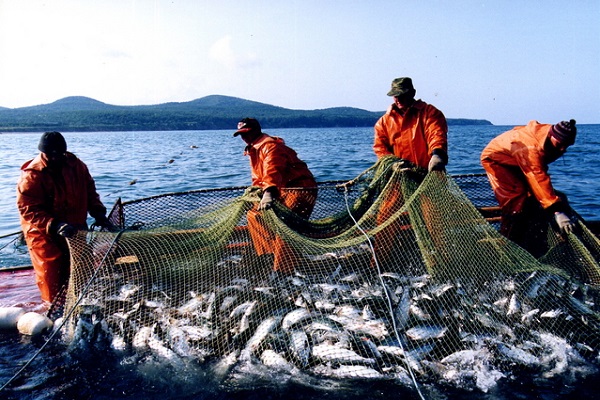 Впервые за 30 лет изучен запасы рыбы в части Охотского моря